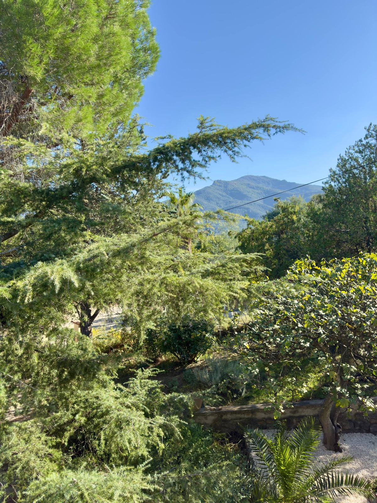 Végétation méditerranéenne du jardin