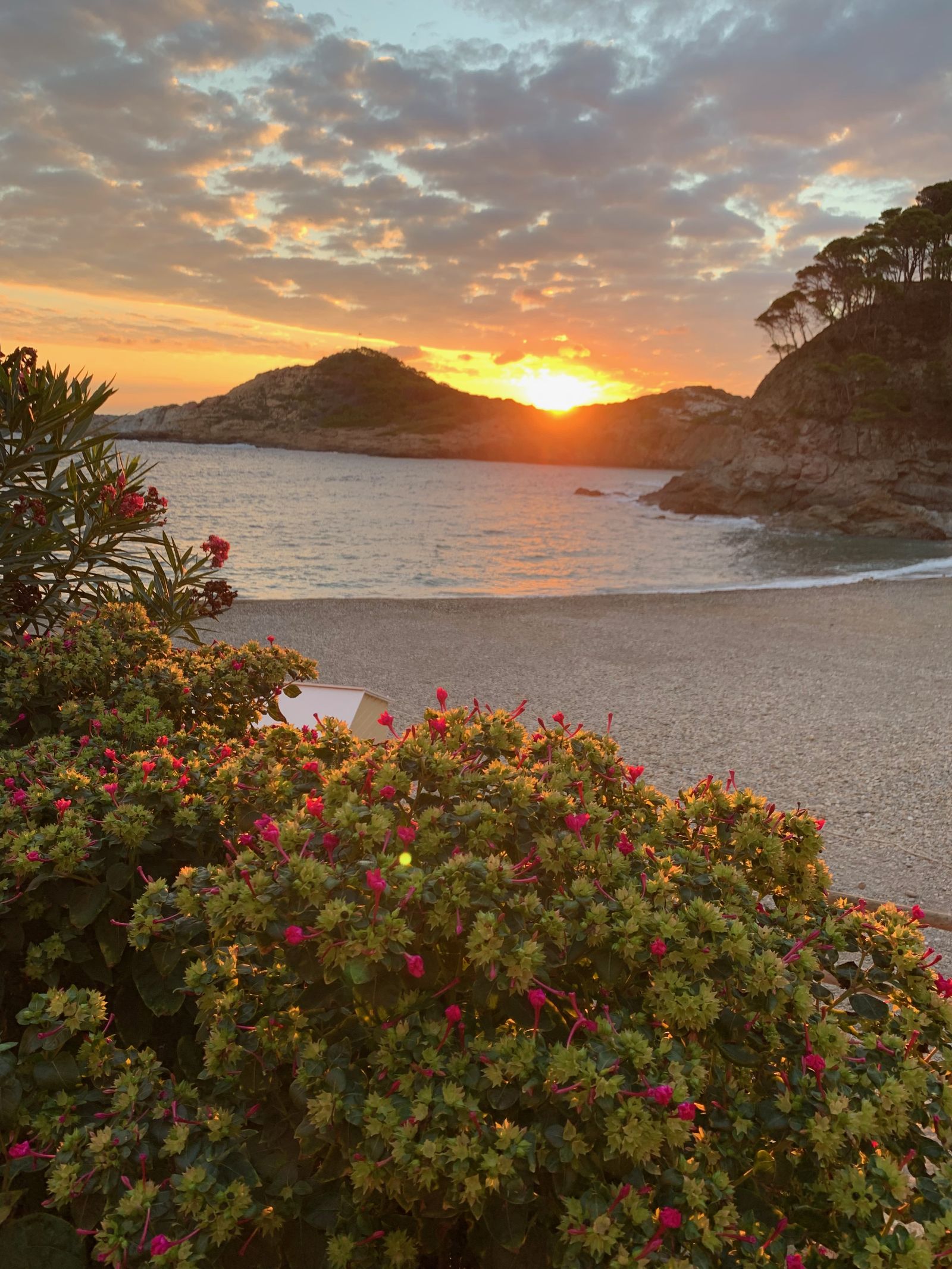 Le soleil se lève derrière les collines au bout de la crique, un massif de fleurs au premier plan